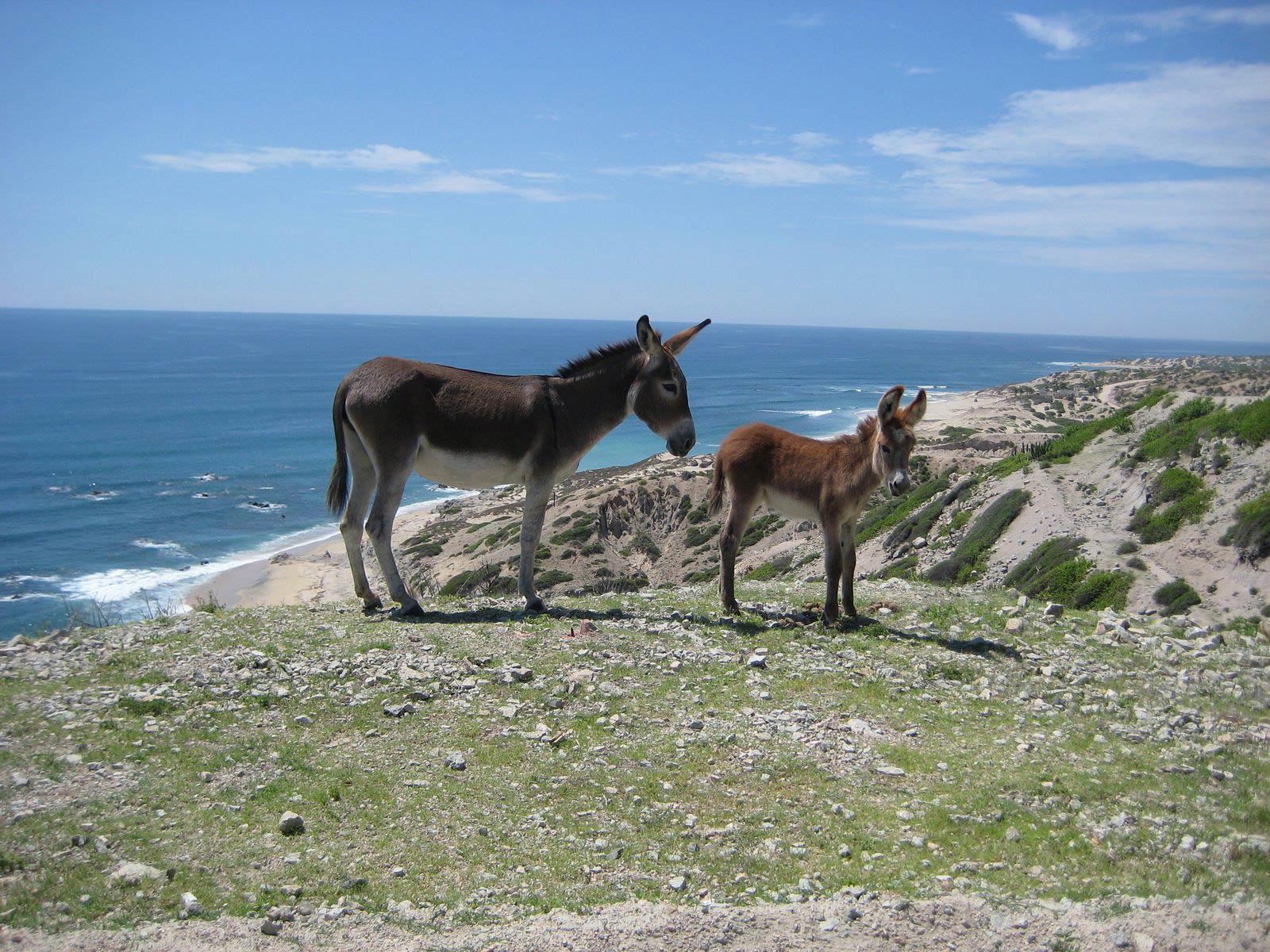 Donkey Wallpaper and Background Image