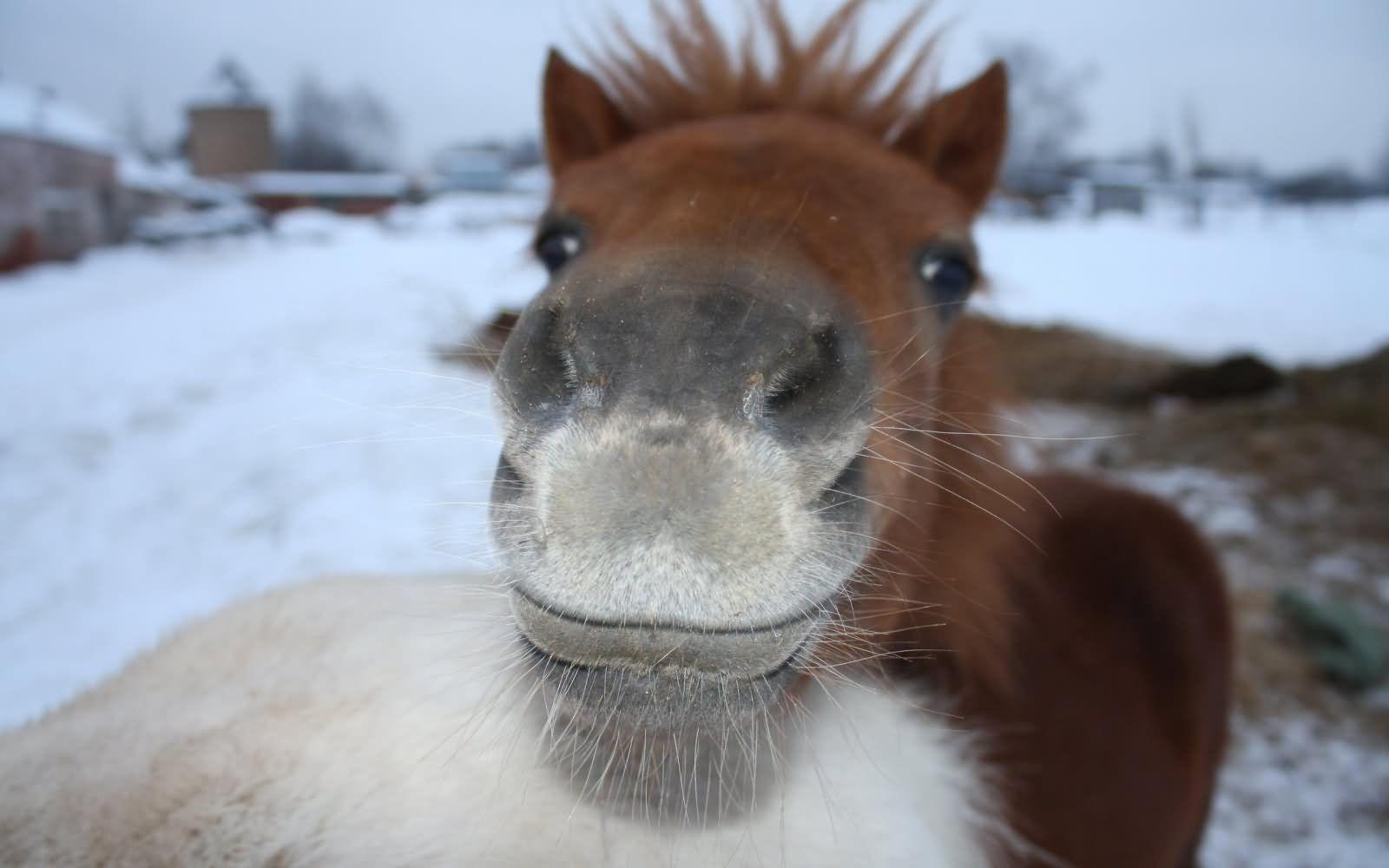 Most Funny Donkey Face Picture That Will Make You Laugh