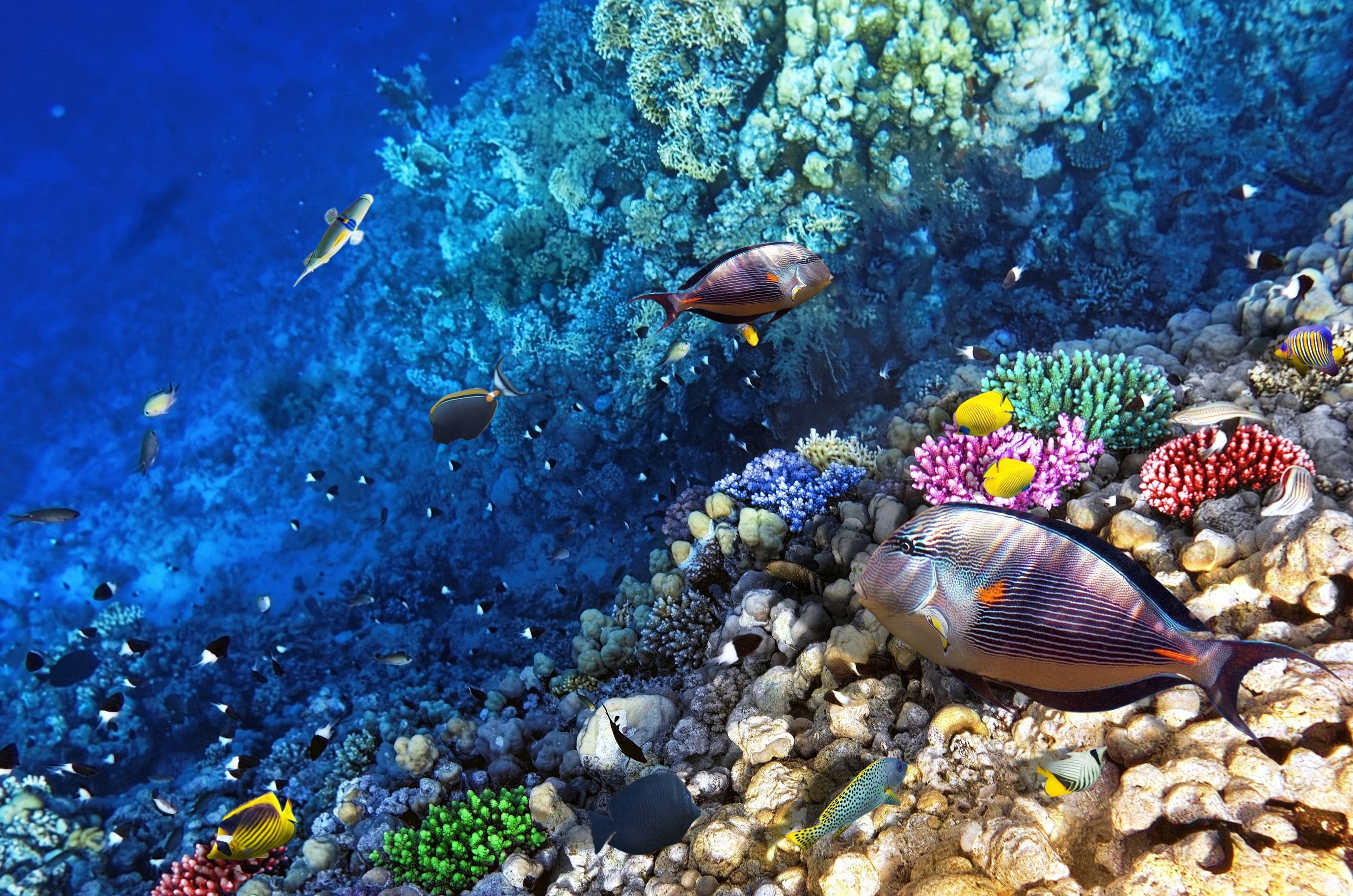 Ocean Seabed Reef Exotic Marine Fish Desktop Wallpaper Background