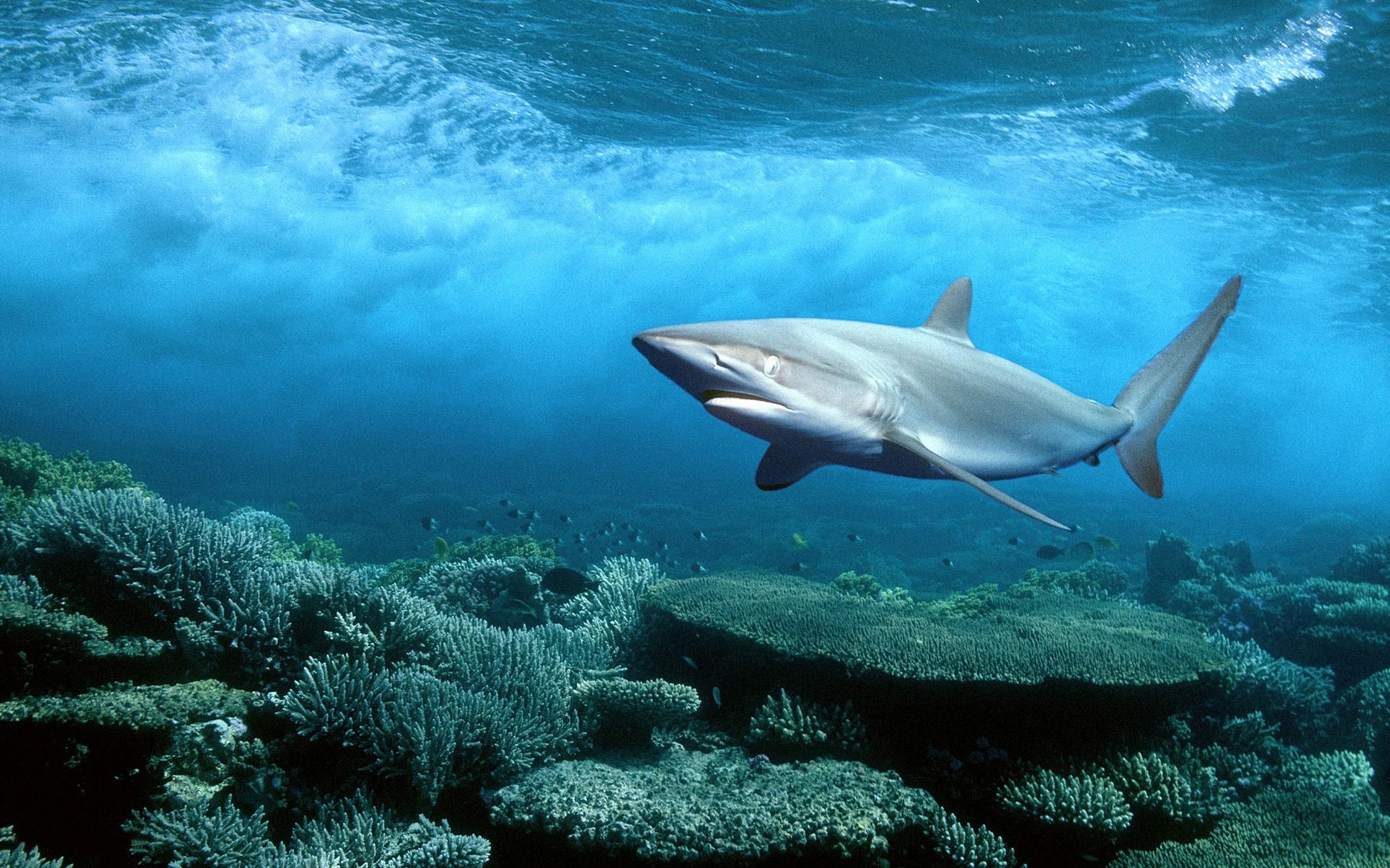 Amazing Trending Wallpaper: Wallpaper HD Shark Seabed Coral