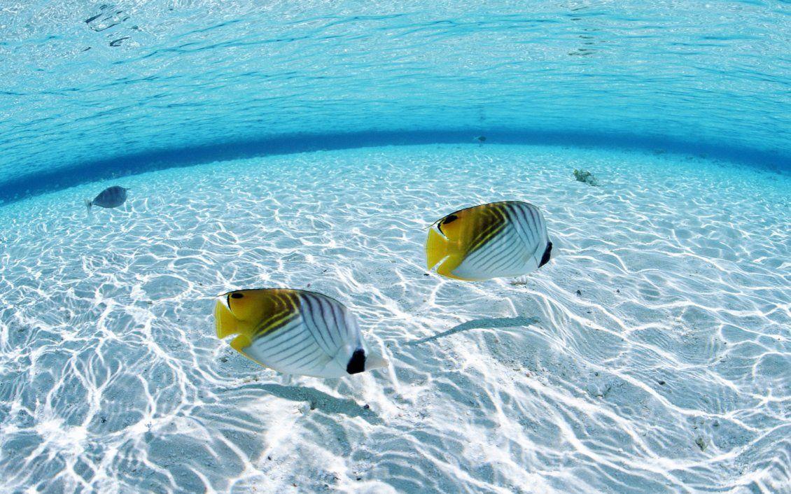 White and yellow fish on the seabed