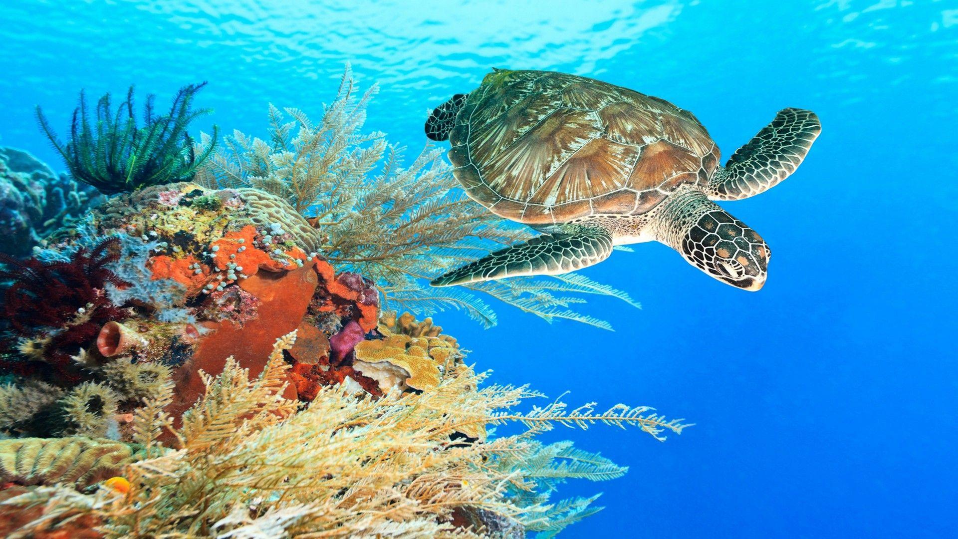 Seabed Water Coral Reef With Coral Water Turtle HD Wallpaper