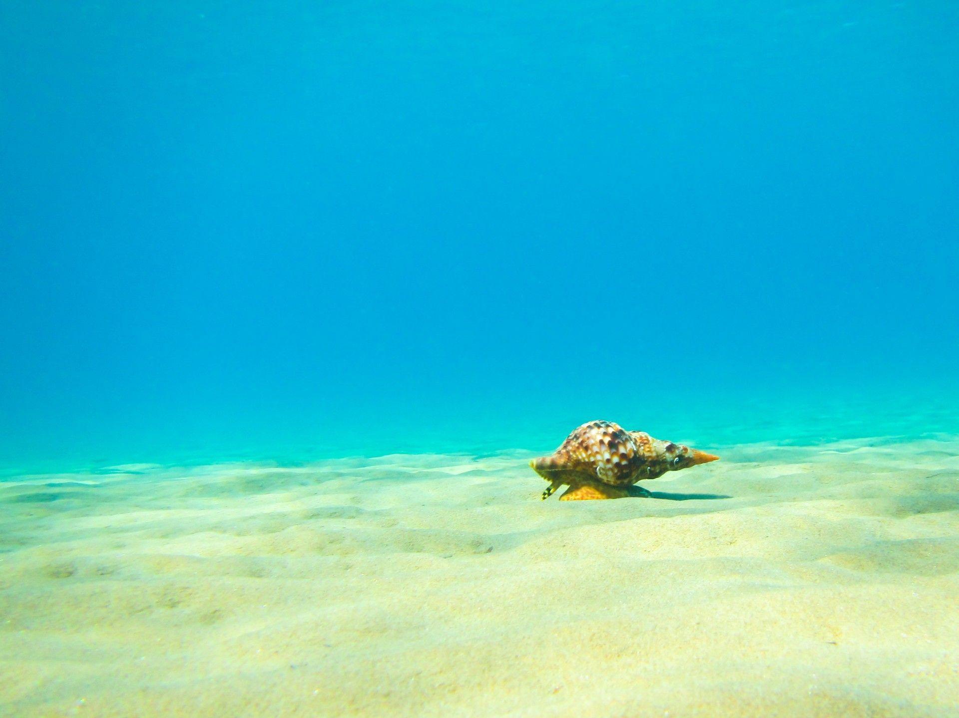 Oceans: Oceans Sandy Triton Sand Seabed Mollusk Underwater Nature