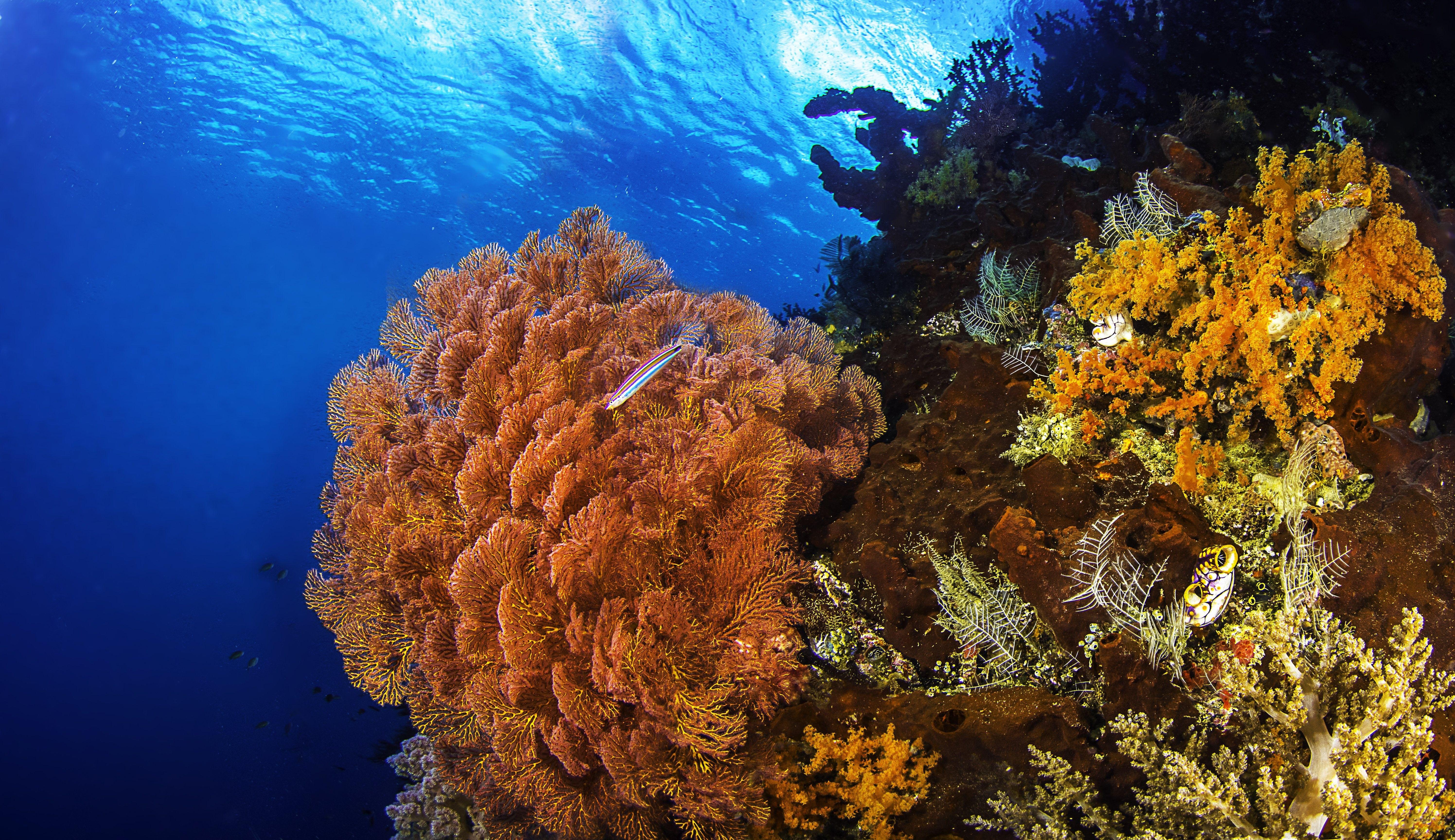 Sea Ocean: Fish Reefs Coral Sea Nature Seabed Wallpaper Scenes