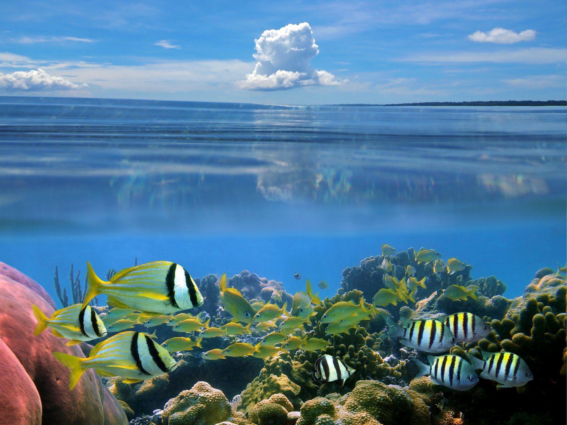 nature seabed caral fish sky cloud the nature the sea bottom carly