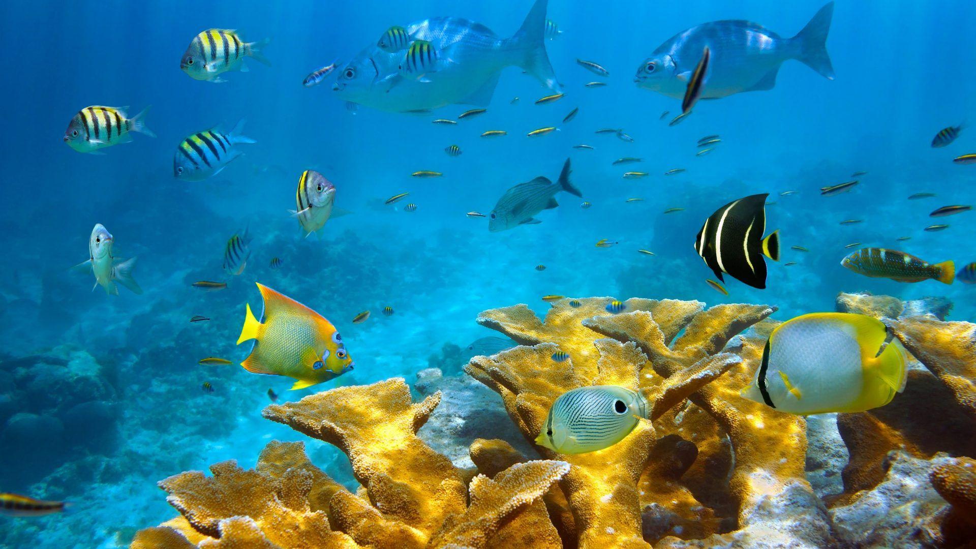 Seaaeyaey Tag wallpaper: Coral Underwater Seabed Fish Tropical