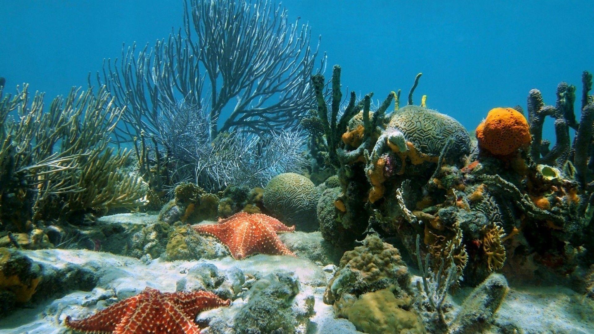 Ocean Starfish Fish Oceans Nature 1080p Wallpaper Unique Coral Reefs