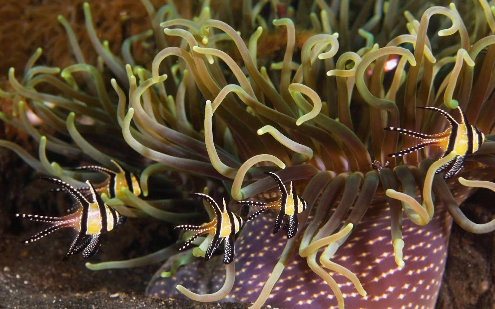 Ocean Life Wallpaper Marine Life On The Seabed Like Fish Plants