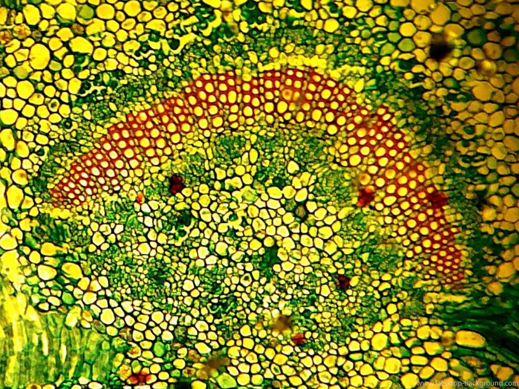 Wallpaper Molecular Biology For Human Cell 1600x1200 Desktop Background
