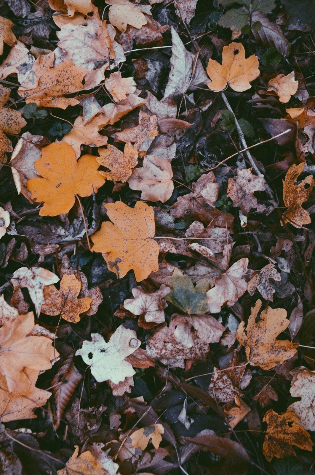 autumn aesthetic