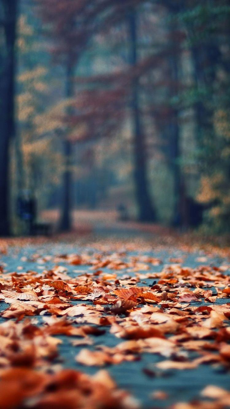Autumn Rusty Leaves Park Alley iPhone 6 Wallpaper. iPhone