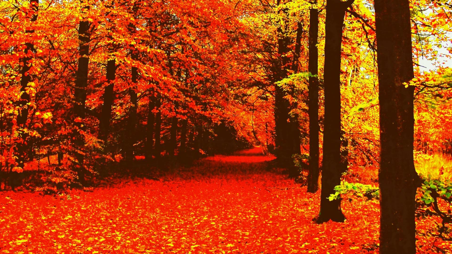 Autumn Tumblr Backgrounds