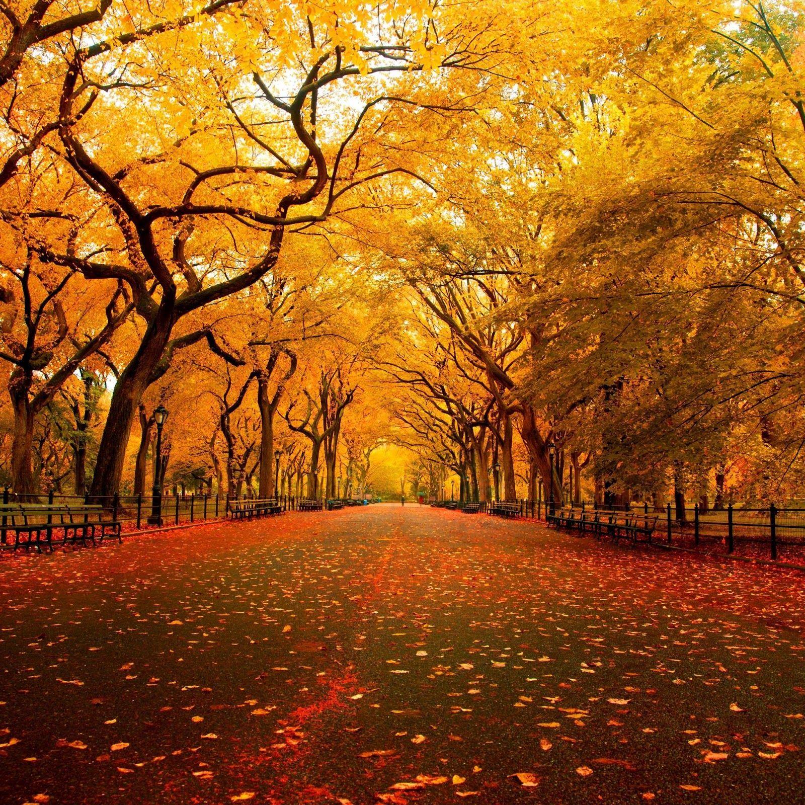 Autumn Themed HD Wallpaper for The New iPad, Apps