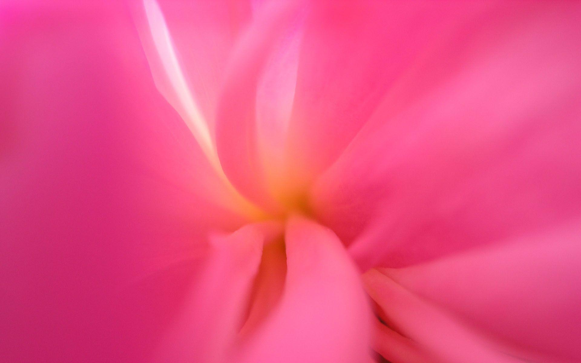 Wallpaper, peony, therapy, color, background, peonytherapy, desktop
