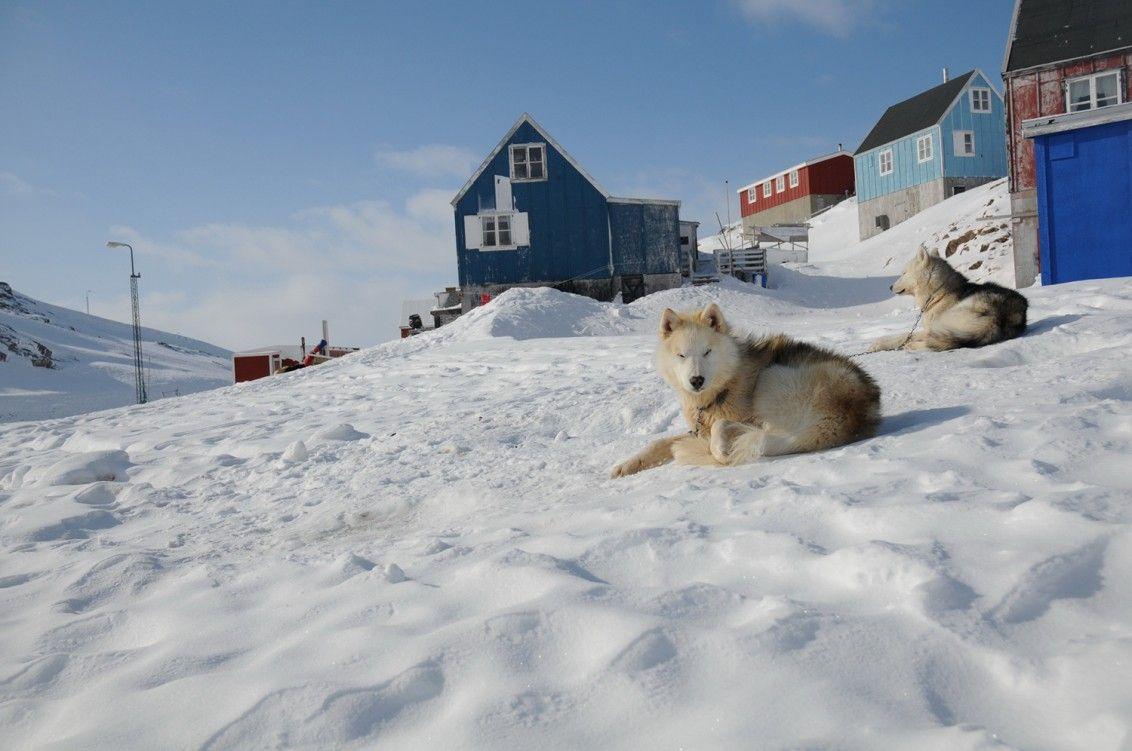 Greenland dogs on the mountain photo and wallpaper. Beautiful