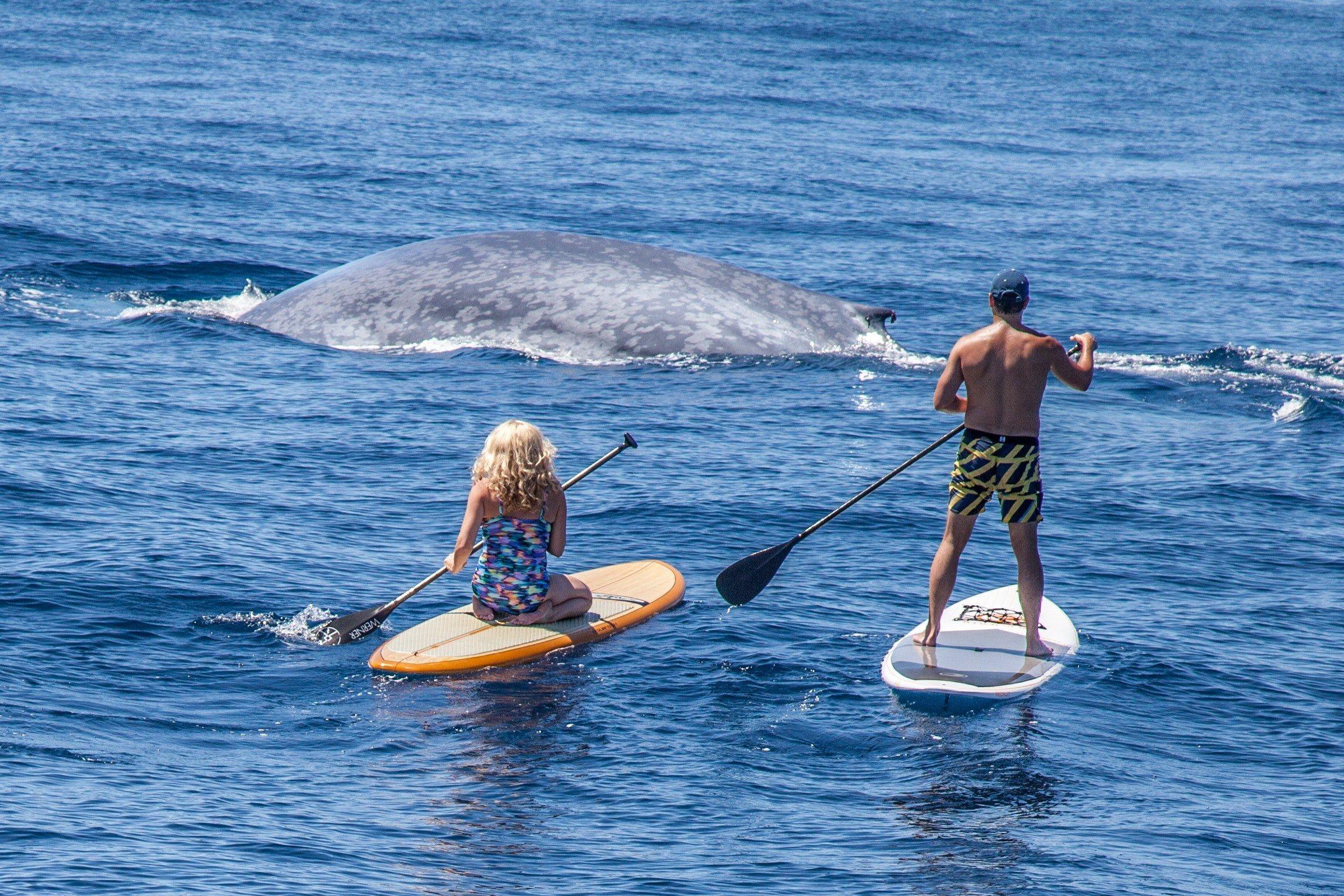 sea blue whale paddle and paddle board HD wallpaper and background