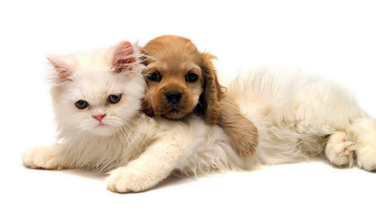dogs and cats image. HD animal wallpaper of a cat and dog cuddling