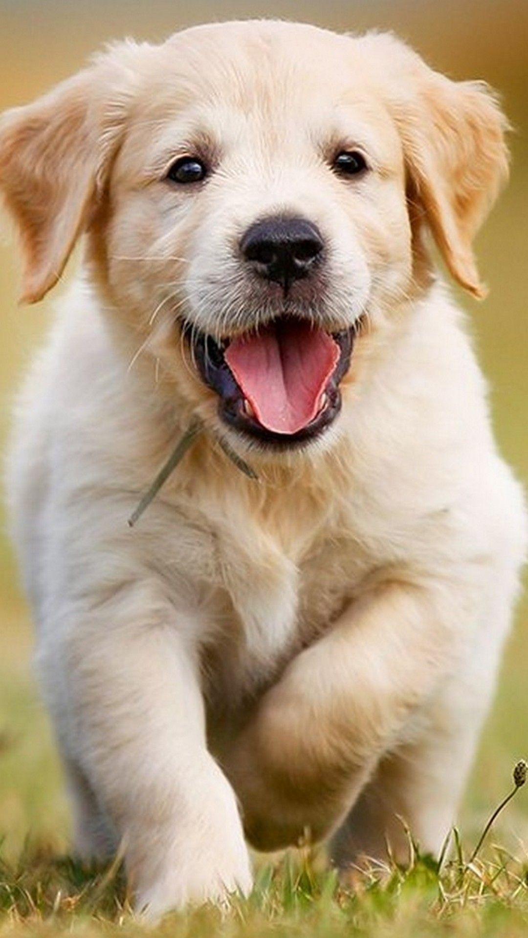Puppies Cellphone Wallpaper. Best HD Wallpaper. Cute dog wallpaper, Cute puppy wallpaper, Cute dogs