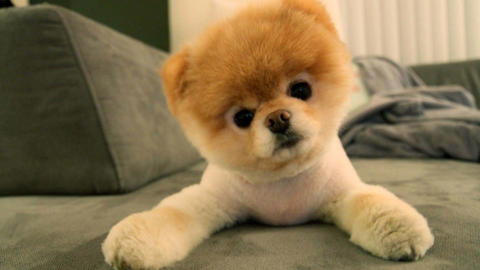 boo cute puppy dog