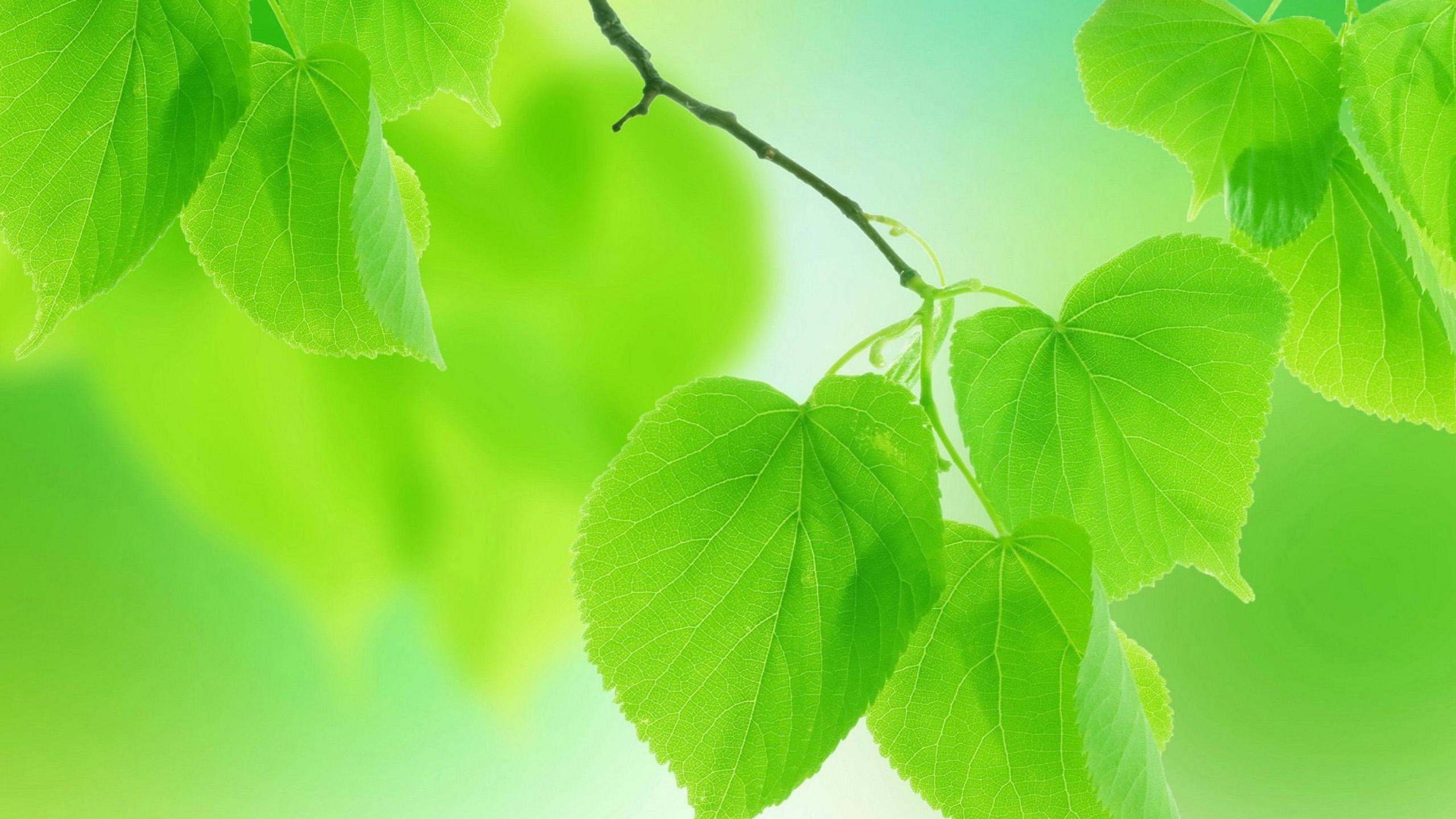 Light Green Wallpaper Group Picture