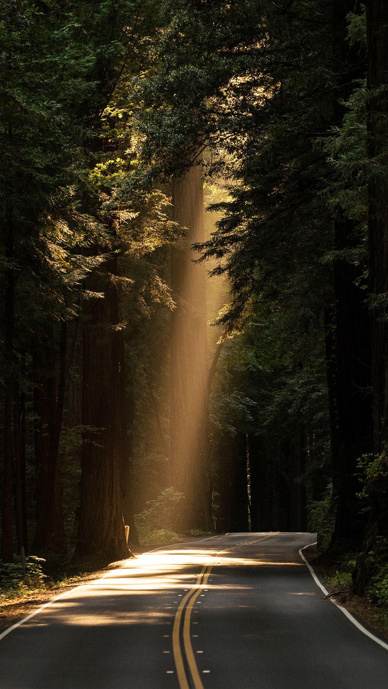iPhone 6 wallpaper. light road wood forest