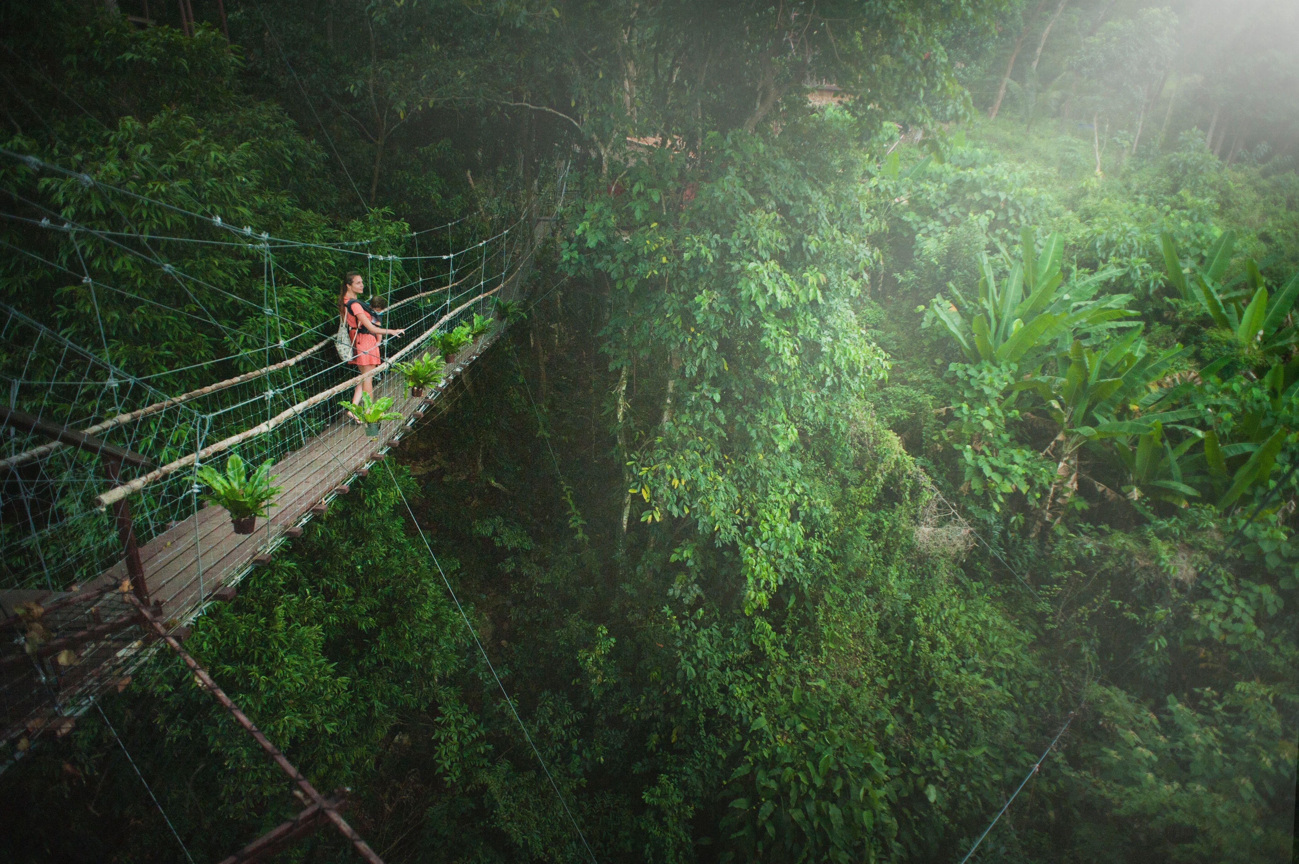 Engaging Rainforest Photo