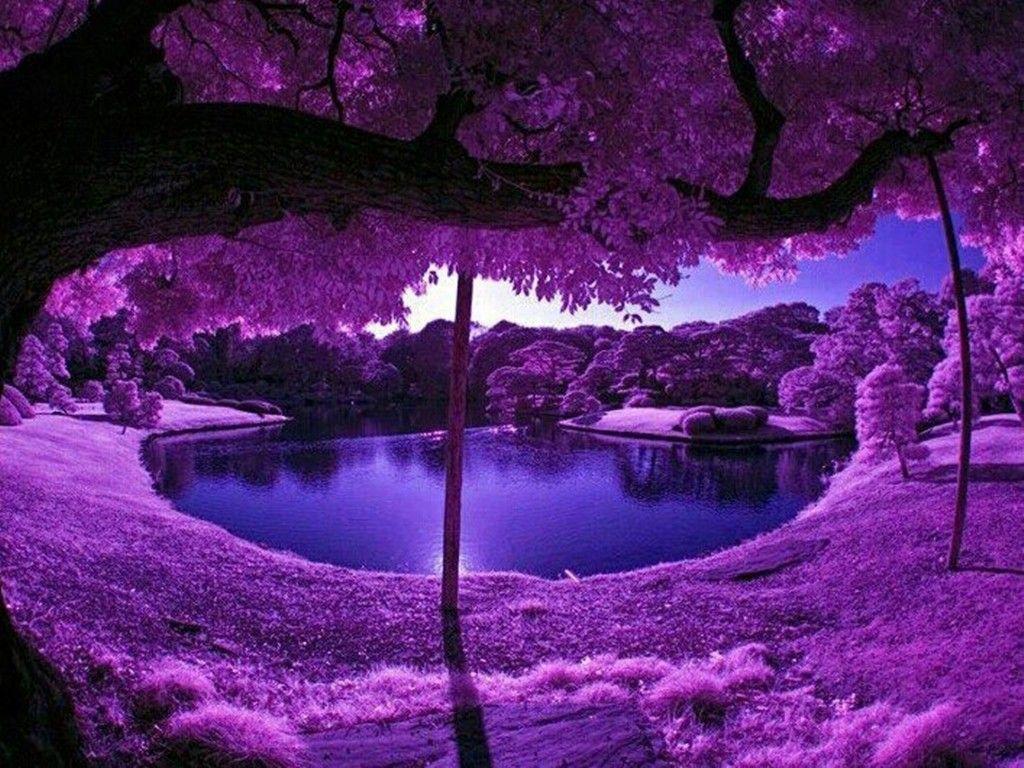 Lakes: Beautiful View Colorful Forest Purple Lake Blue Trees