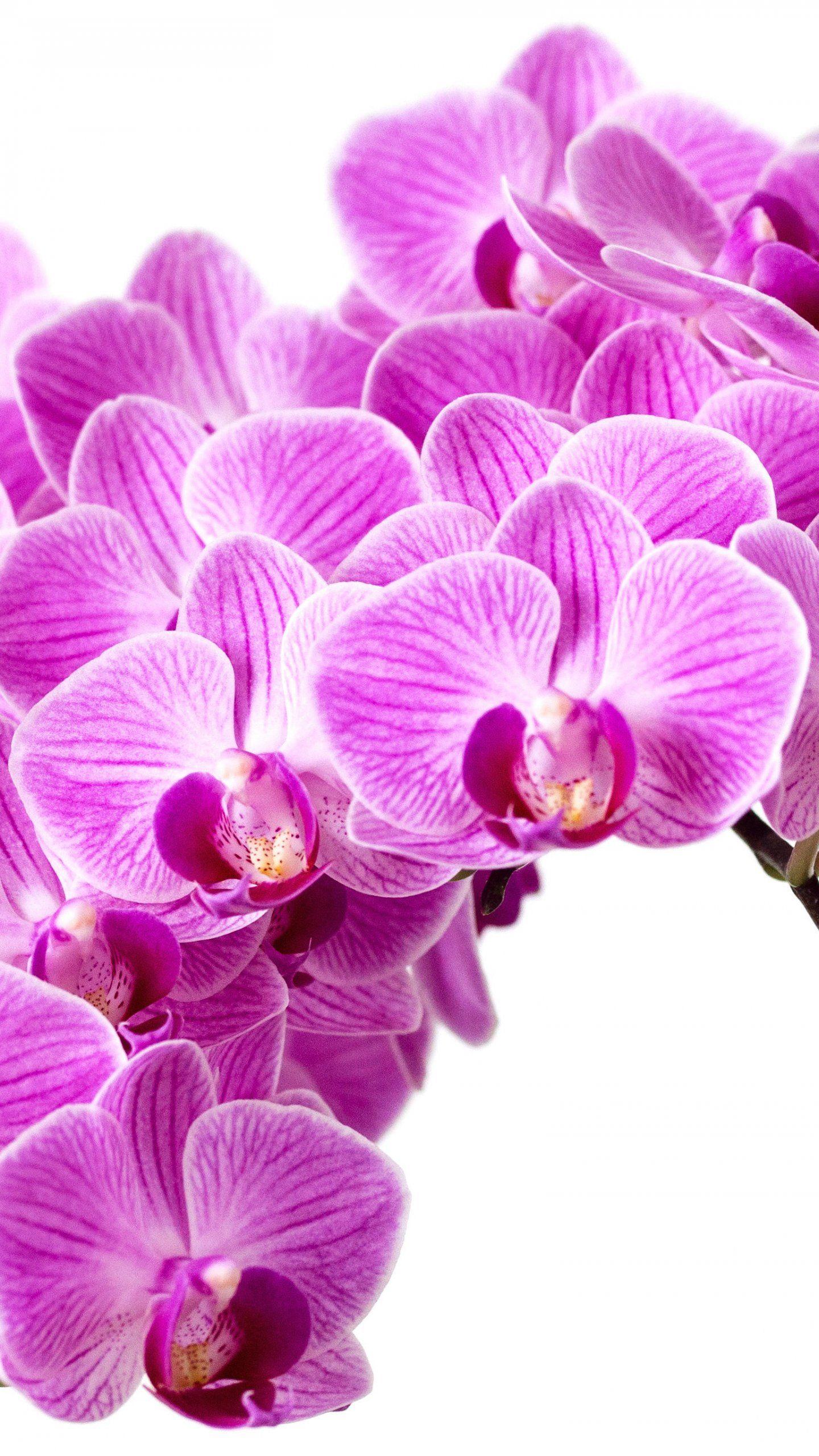 Purple Orchid Wallpapers
