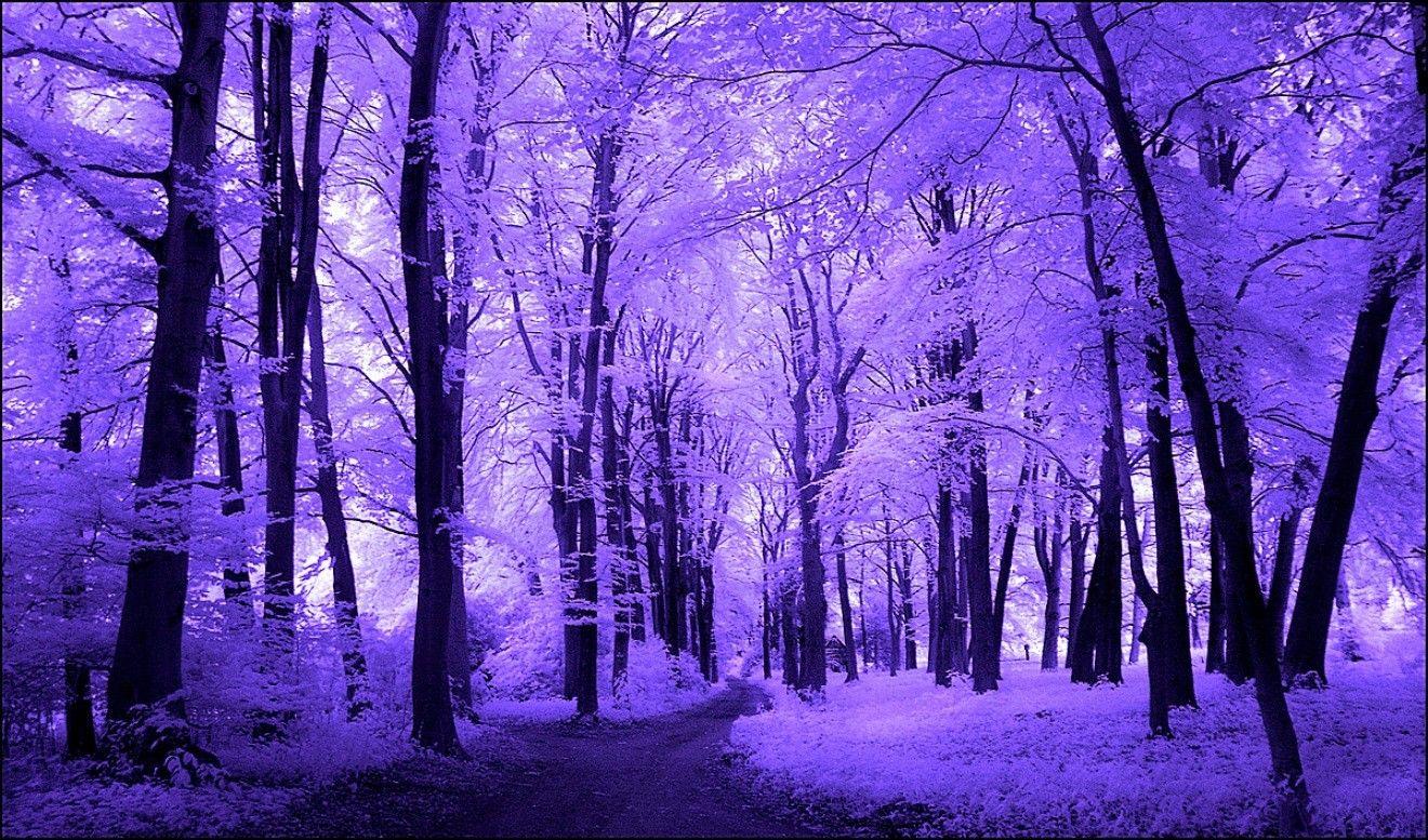 Misc: Purple Trees Infrared Autumn Forest Beautiful Day Pink Red