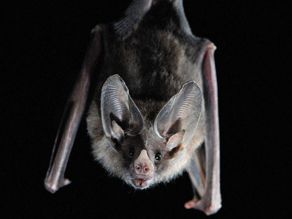 Vampire Bat Wallpaper