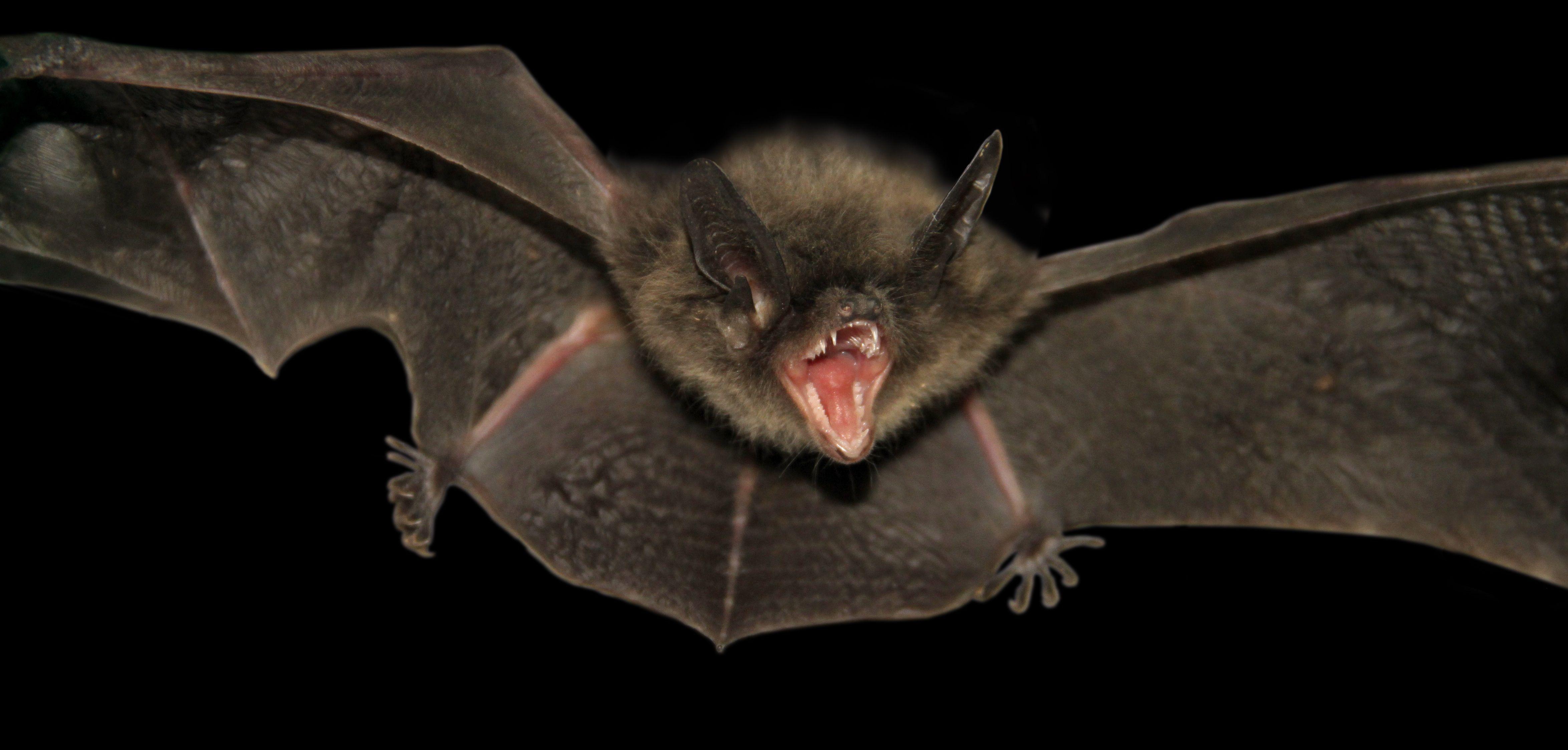 Long life and resistant to diseases? Our money's on bats to survive