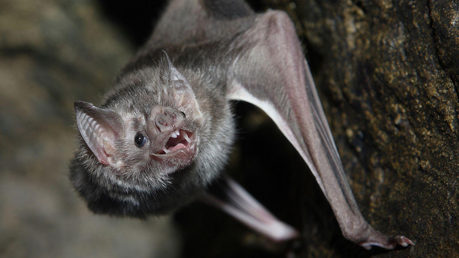Vampire Bat #Picture
