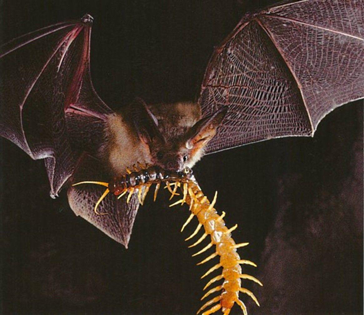 Other Guide Bat Locating Bats Centipede Wild Book Animal Small Echo