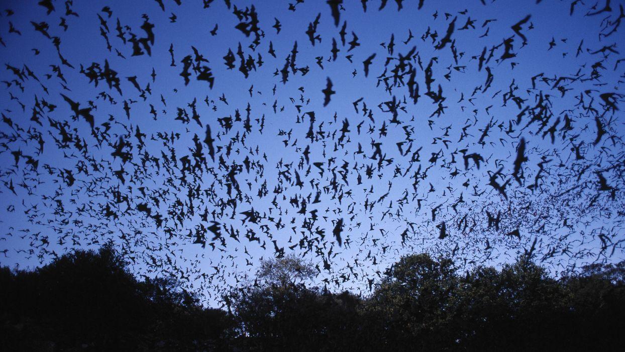 Freedom caves Texas Mexican bats wallpaperx1080