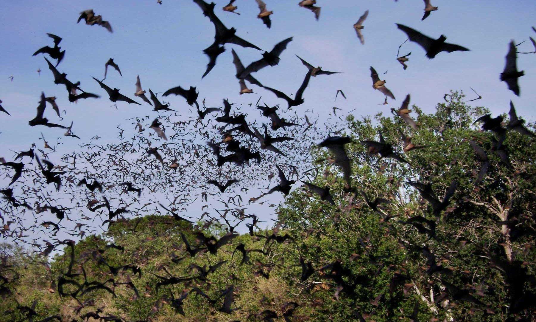 Animals: Chiroptera Mammal Flock Bats Bat Swarm Image Happy Animal