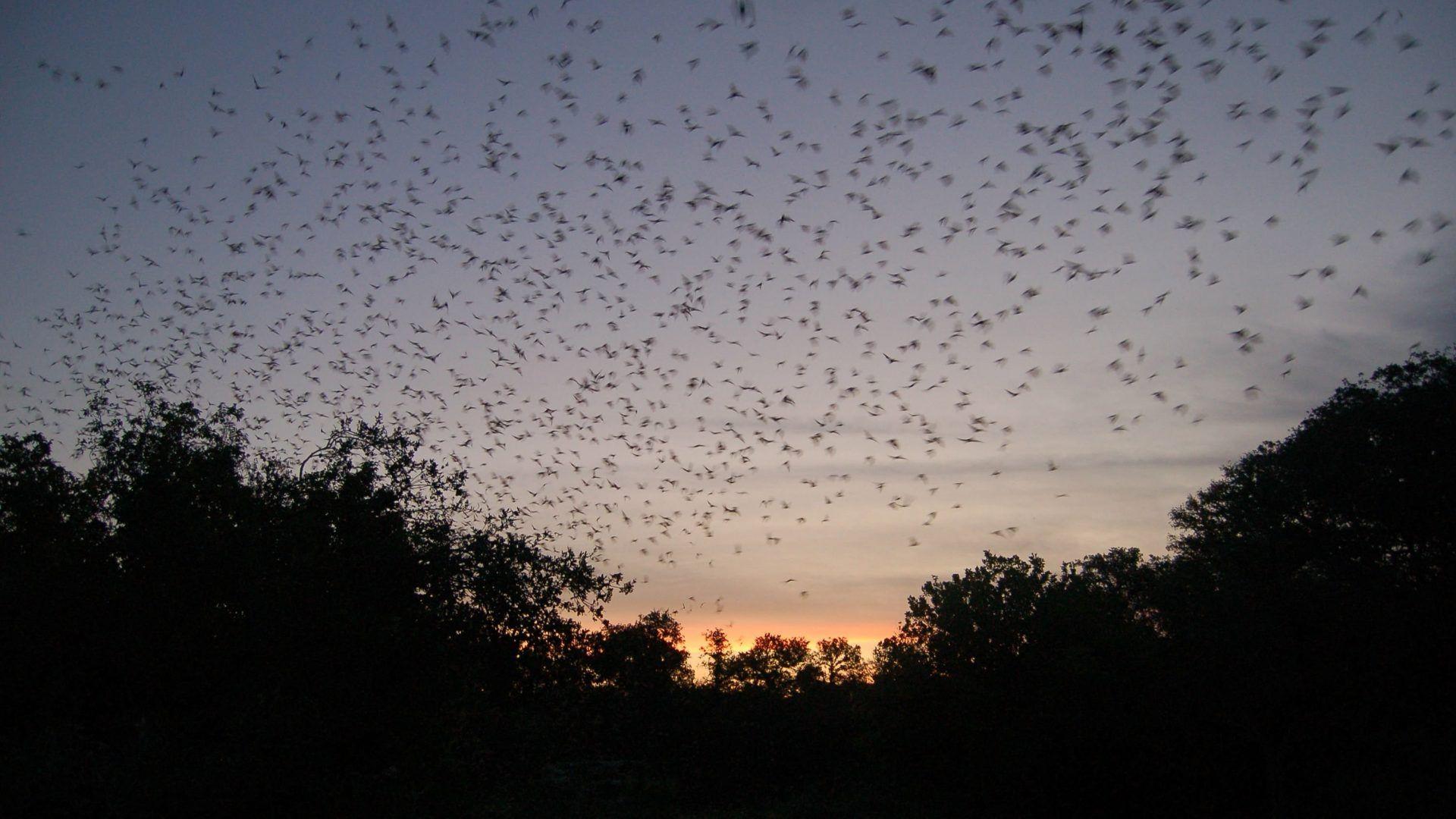 Bat Tag wallpaper: Chiroptera Flock Bats Mammal Bat Swarm Funny