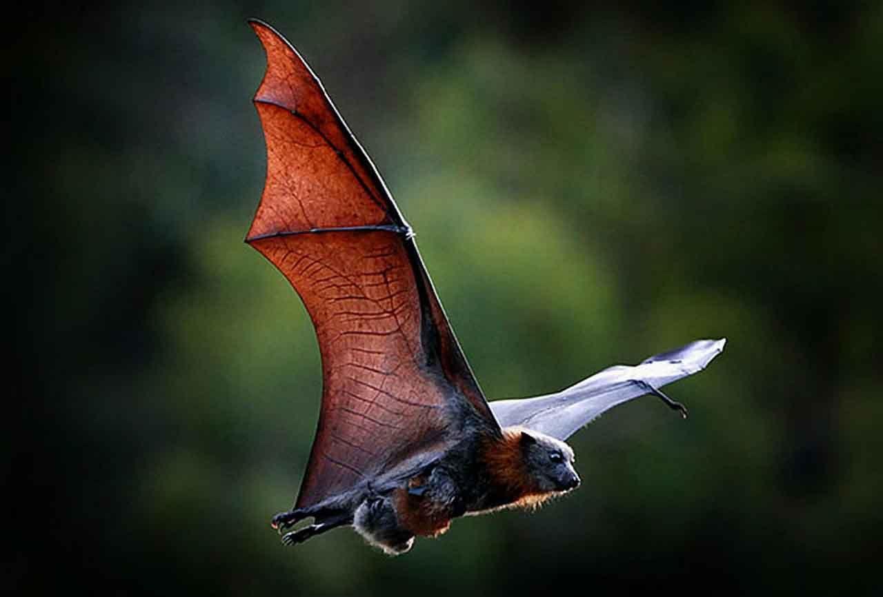 600+张最精彩的“Bat”图片 · 100%免费下载 · Pexels素材图片