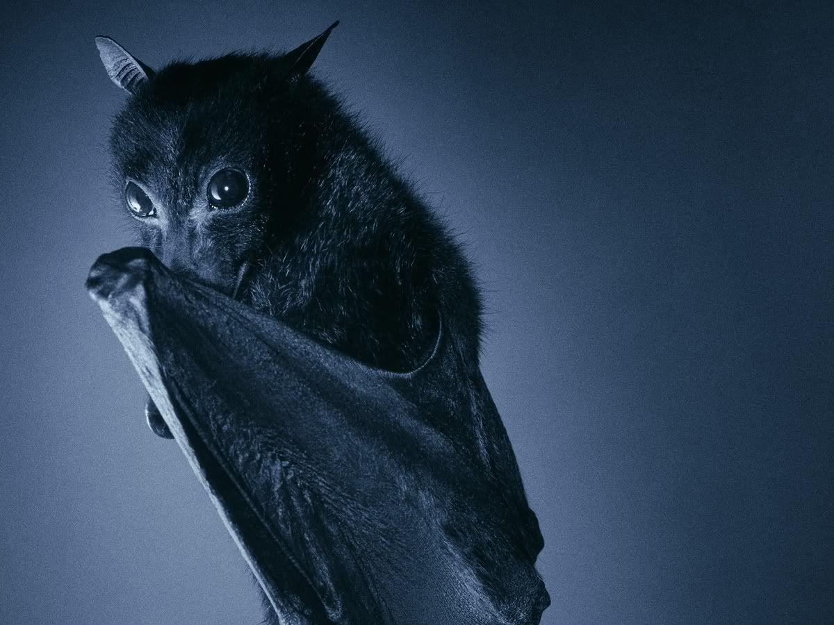 The long standing myth that bats are blind is false! Bats' eyes are small and sometimes poorly developed, but they work just fine. M. Cute bat, Fox bat, Fruit bat