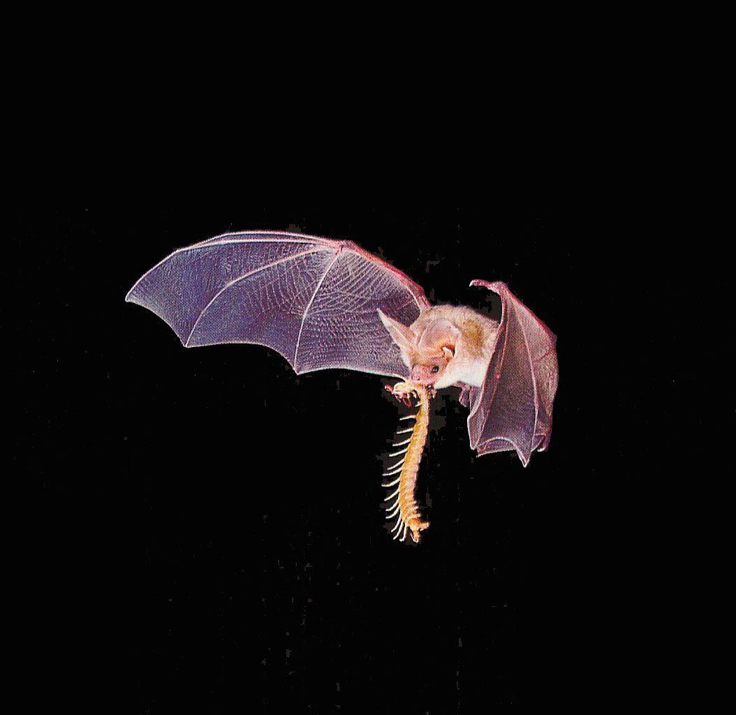 Welcome To Fun2shh World: Latest Bat Flying Animal Wallpaper