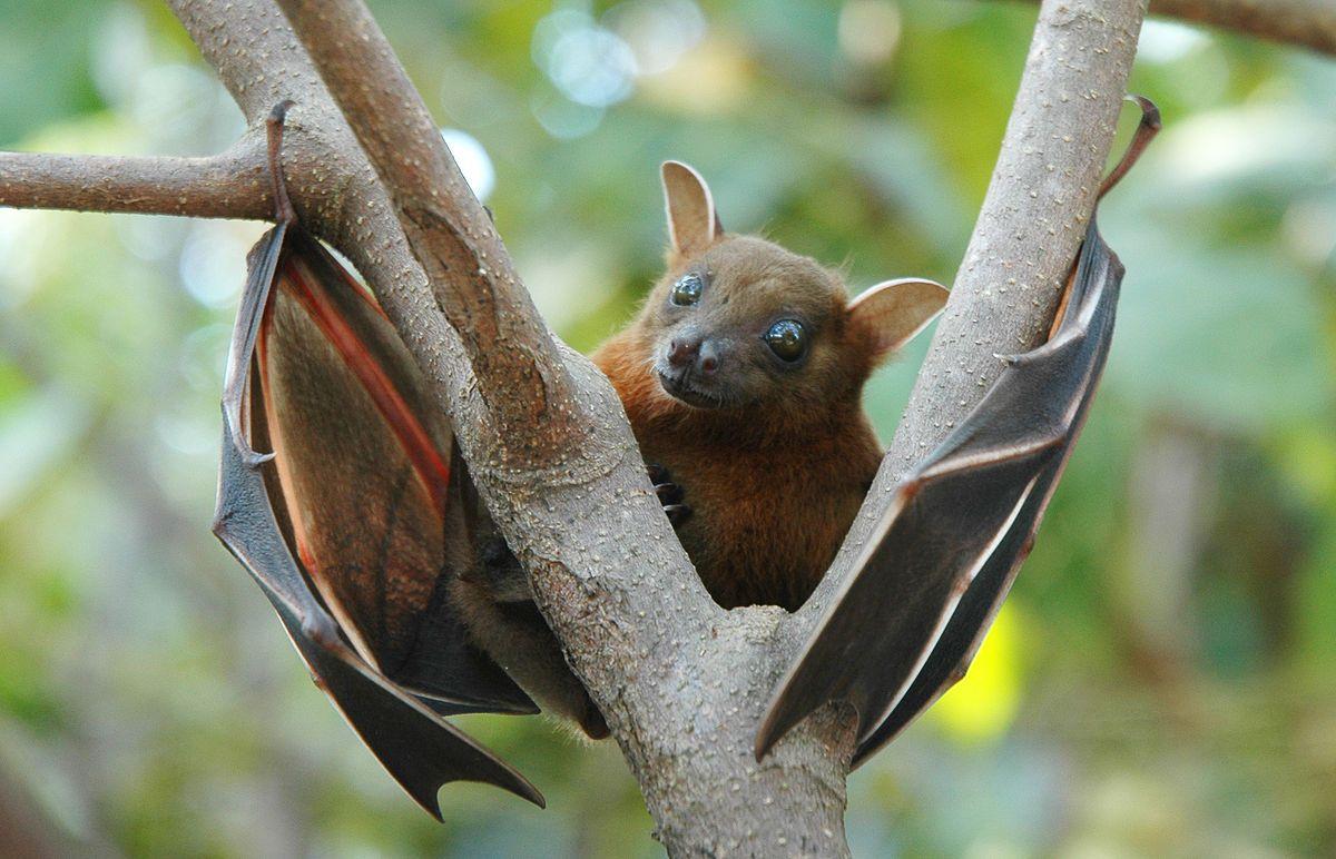 Bat Image Dangers Look Picture On Tree Photohoots