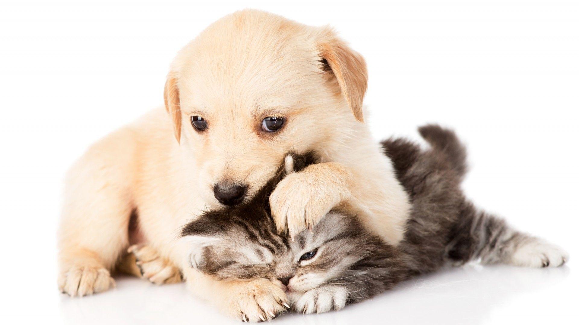 Cute Puppy and Kitten Wallpaper