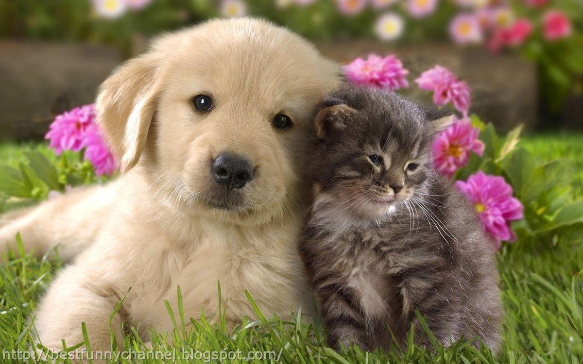 Cute Kittens And Puppies Kissing Wallpaper. Cats Wallpaper HD. Cute cats and dogs, Kittens and puppies, Cute dogs