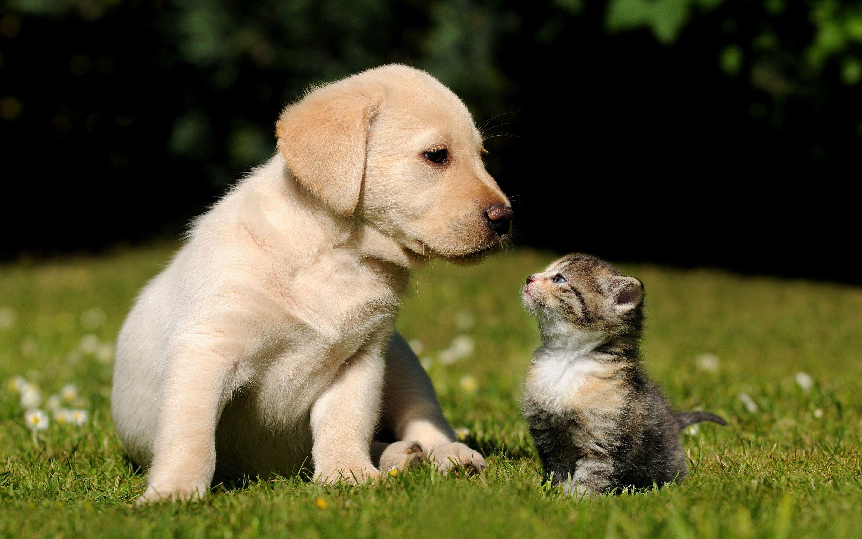 Free Kitten And Puppy Wallpaper Background