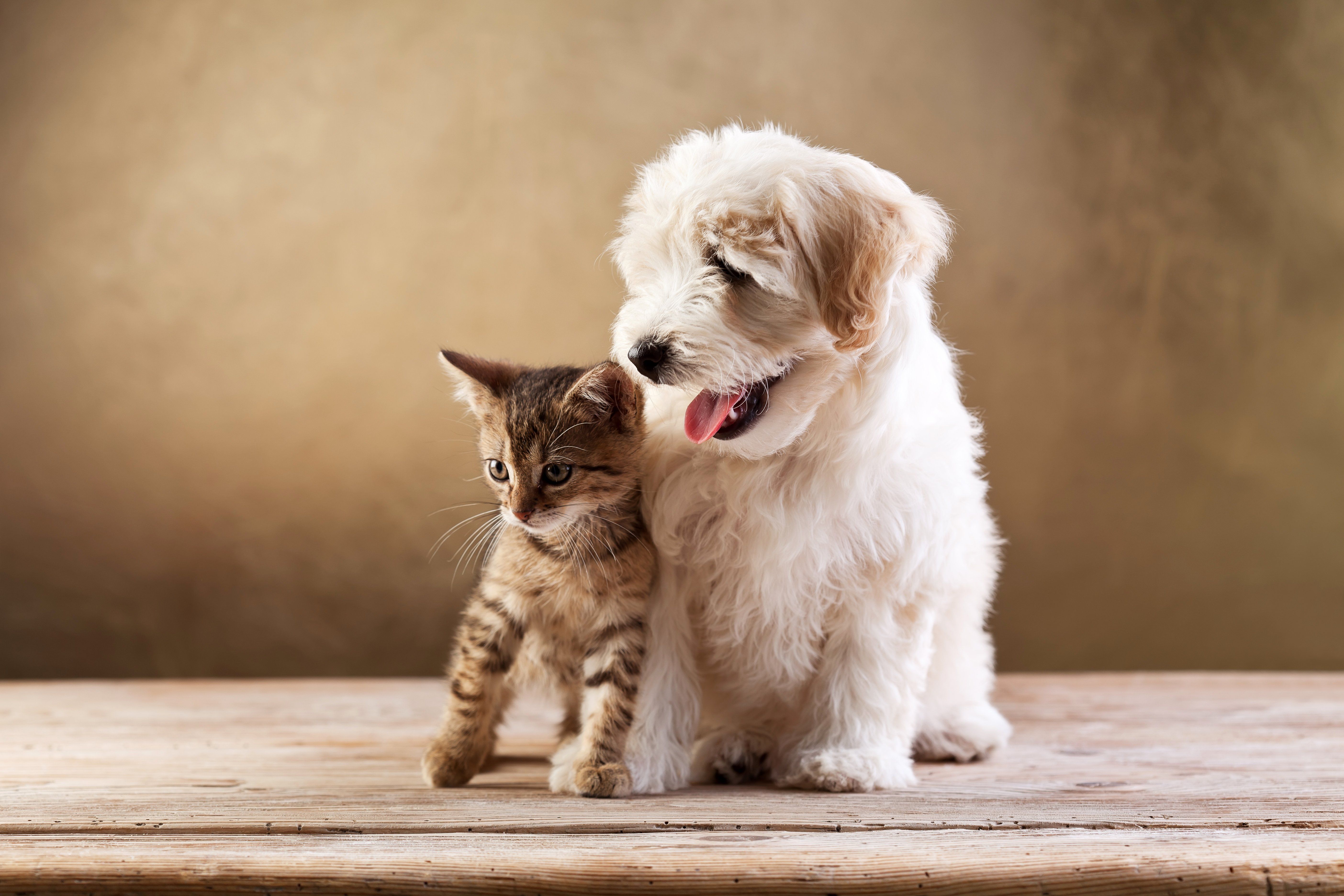 Dogs Cats Two Kitten Bolognese Animals baby puppy wallpaperx3744