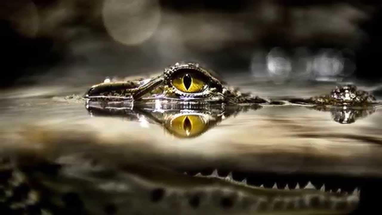 Best 3 Hypnotizing Wallpaper