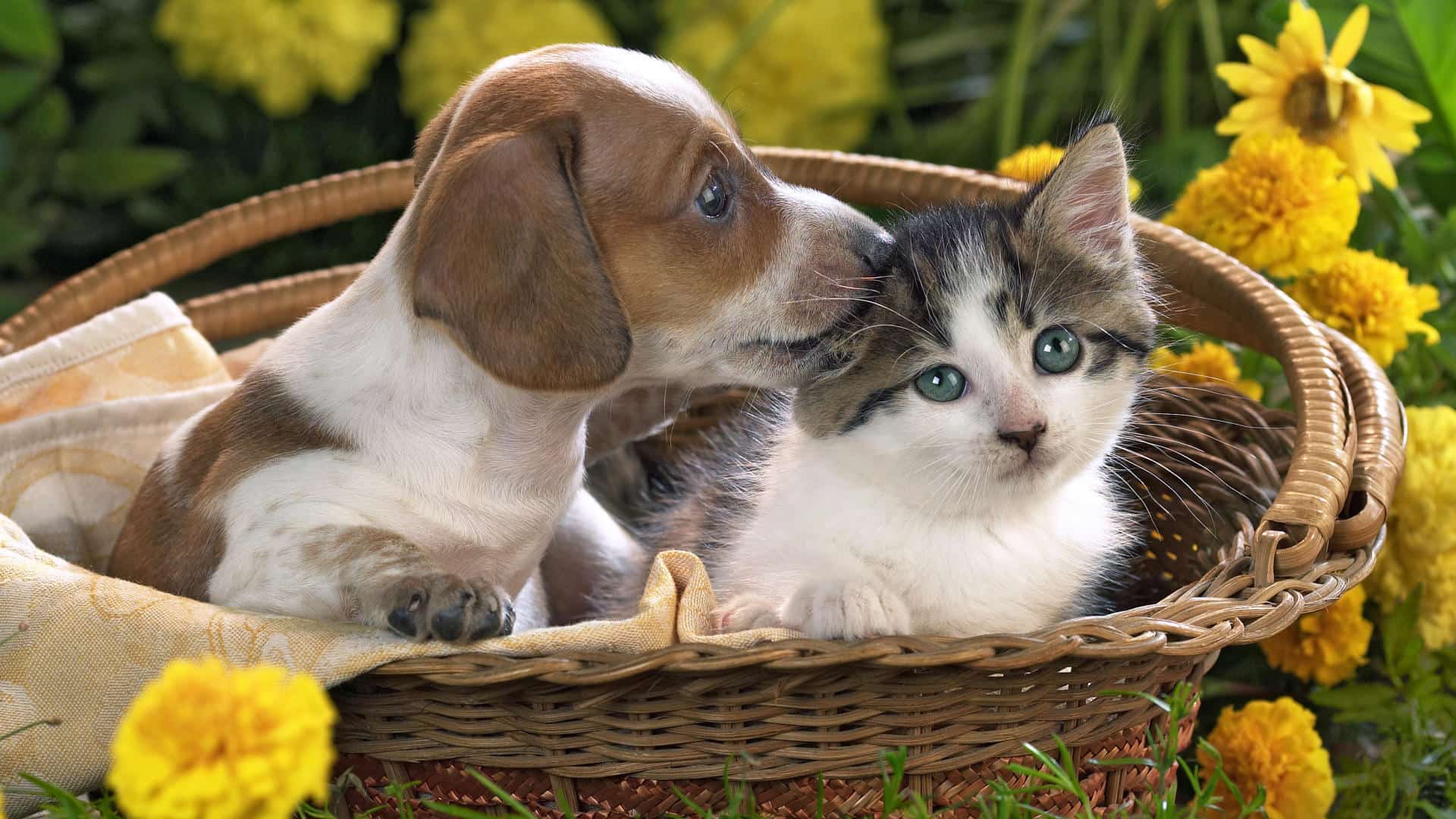Kitten And Puppy Wallpaper Desktop Background Vet & Pet