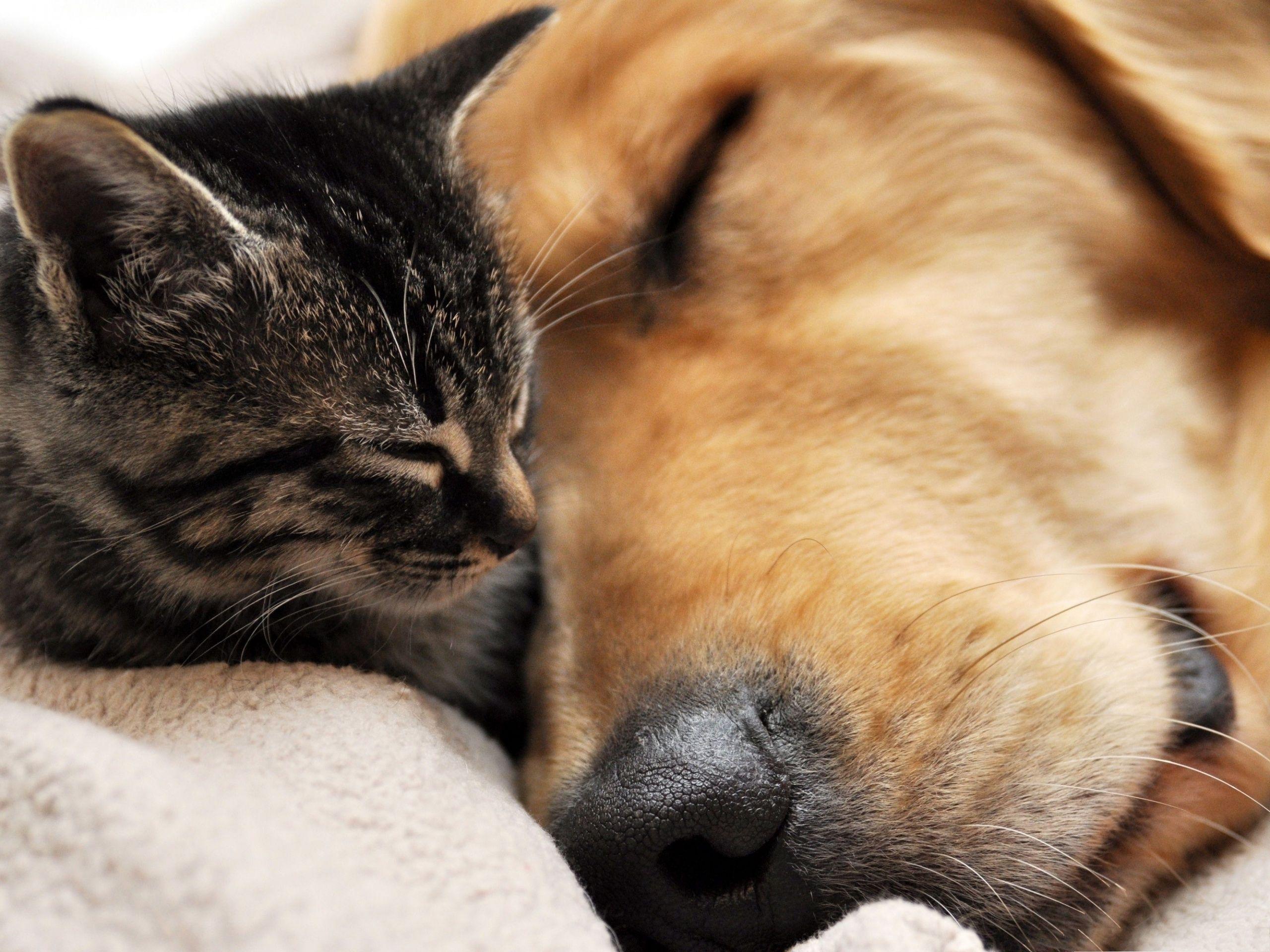 Kitten and Puppy Wallpaper Android Apps on Google Play. HD