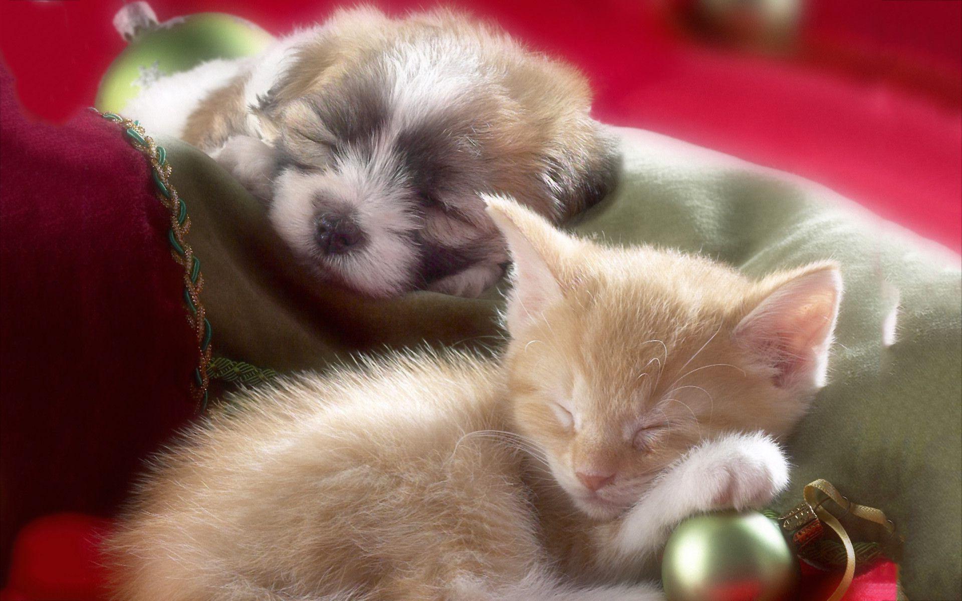 Puppies and Kittens Wallpaper background picture