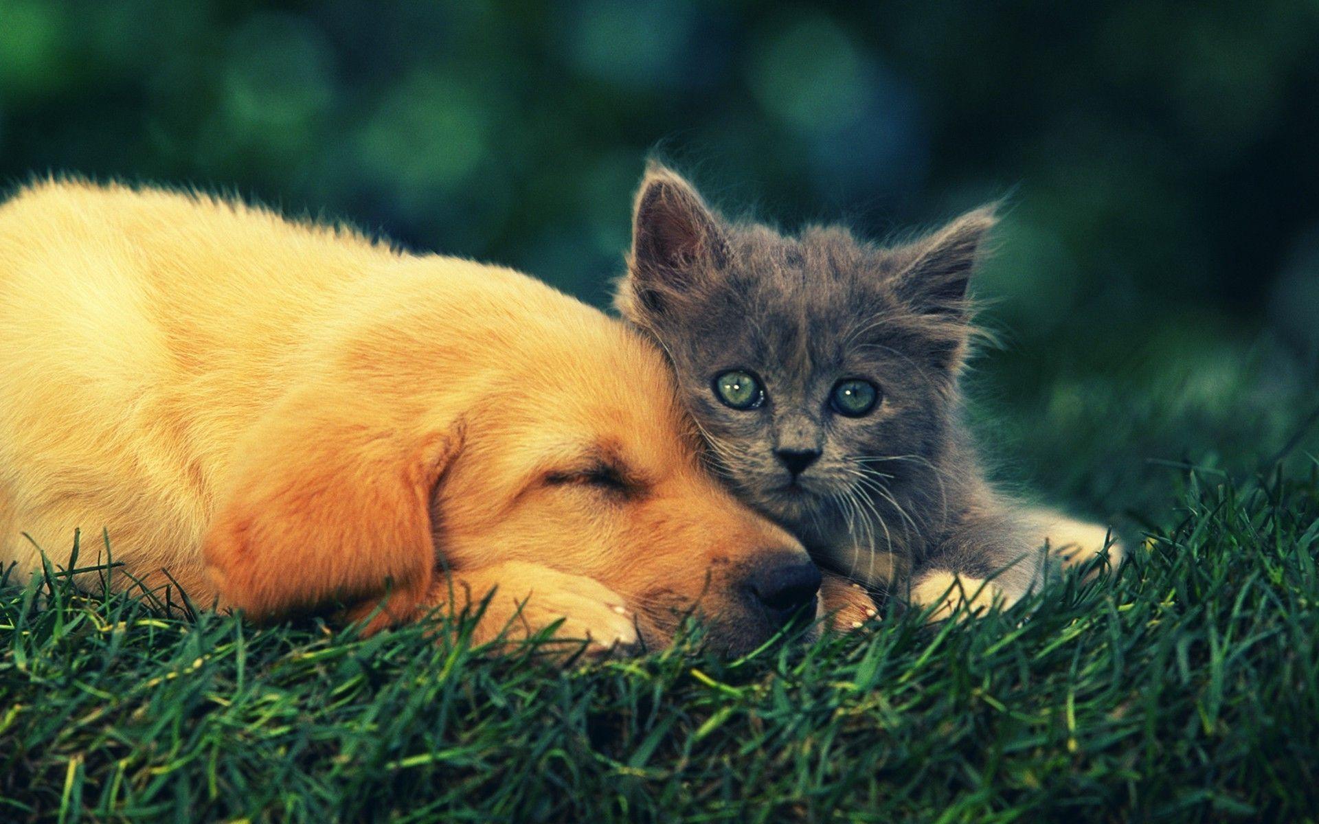 Kitten And Puppy Wallpapers - Wallpaper Cave