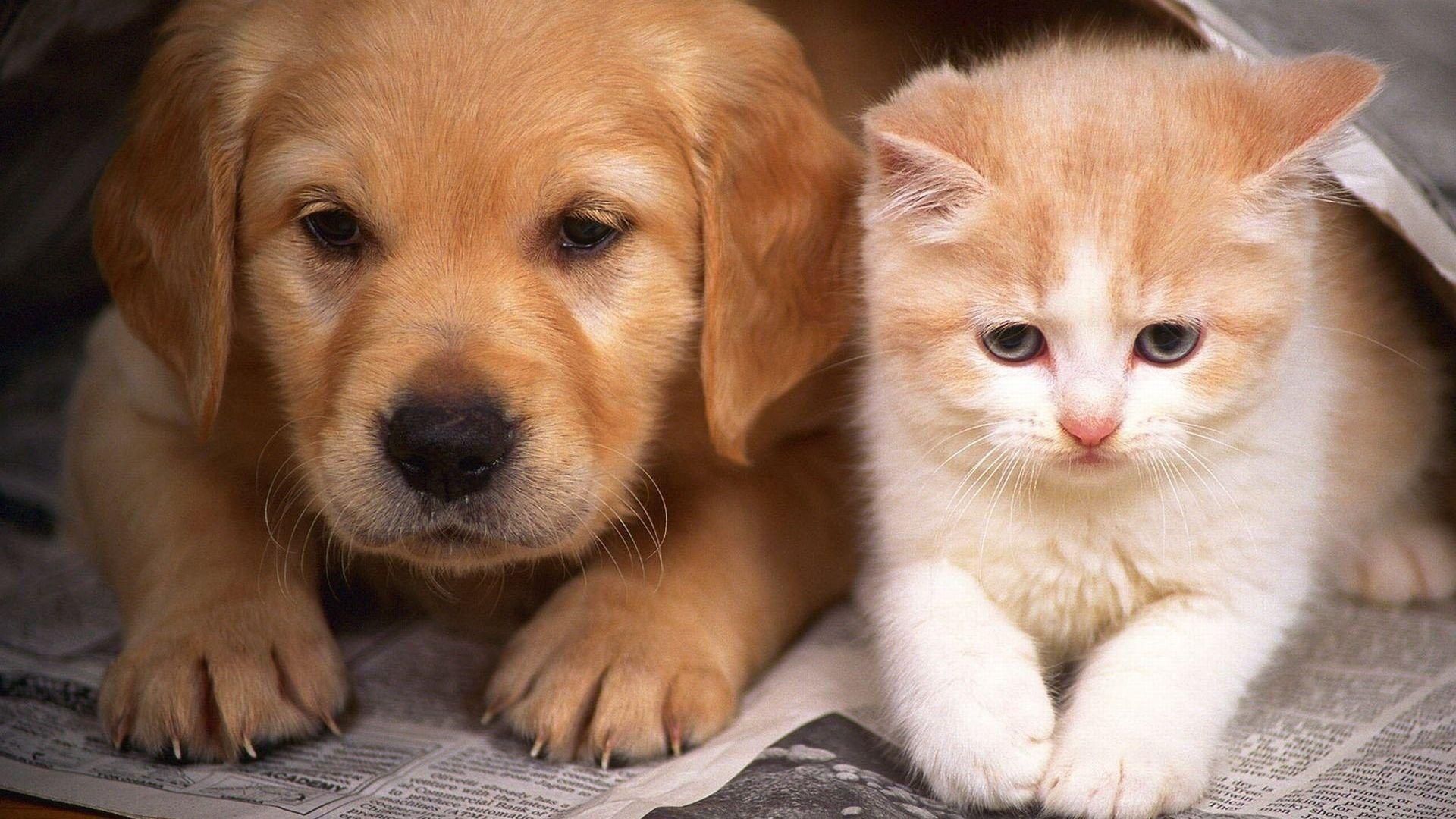 Download Kitten And Puppy Wallpaper High Definition Is Cool Wallpaper